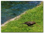 pic-nic in riva al fiume