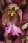 Orchidea selvatica