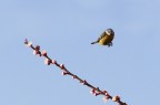 Cinciarella al volo