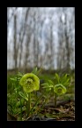 Fiori d'Inverno