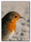 Mezzopettirosso.