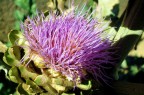 fiore di carciofo