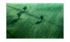 Trio d'alberi