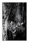 Bianco &amp; Nero con tronco d'albero