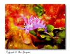Flabellina - Colors of Palmarola Island