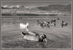 Attrezzatura: Canon Eos 400D, Tokina ATX-Pro 12-24 f4, mano libera.  B/N dal canale rosso

Scattata ai laghi di Avigliana a Dicembre. 

Grazie in anticipo se vorrete commentare,
Paolo