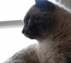gattone