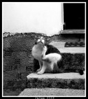 un gatto di corf aveva percepito il mio amore per la sua specie, e aveva fatto di casa nostra la sua casa, almeno per mangiare dormire e farsi coccolare ;) 
abbiamo scoperto poi che era il gatto di una signora del posto, molto affettuoso e soprattutto paravento!

dati di scatto:
T: 1/160
A: f.8
ISO: 1600