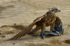 Aquila e preda