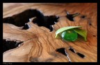 la natura custodisce i suoi tesori