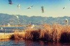 Gabbiani sul lago