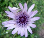 fiore con grillo