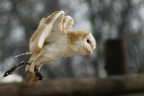 Esemplare ripreso in un parco naturale
