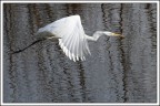 Il Bianco......