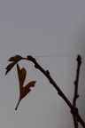 addio, volo via