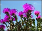 ...i fiori di MammaLuisa