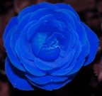 my rose by V-day