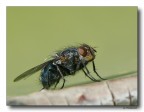 semplice Mosca