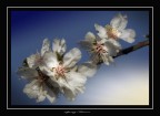 spring flowers