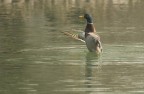 applausi al parco.