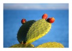 mediterraneo