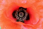 Nella carnalita' di un papavero