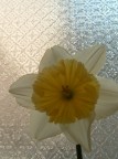Che fiore ?