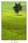 ...solo nel verde...