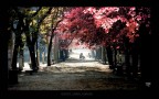 scampoli d'autunno