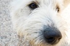 Danny the dog