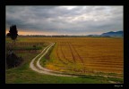 Campagne pisane