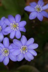 Erba trinit (Hepatica nobilis)