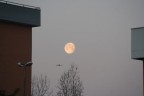 Una luna dorata , un uccello che passa mentre scatto la foto , sono le 6 di mattina , inizia un nuovo giorno