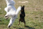 Sembra una breakdance.....