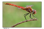 TV 1/45
AV 11
Velocit ISO 200
canon 100 macro