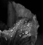 Gocce su Iris