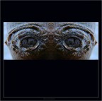 occhi di pianta