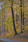 Colori luminosi dopo un'acquazzone autunnale
