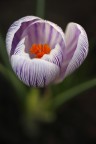 Crocus vernus &quot;Pickwick&quot;
