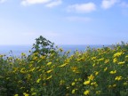 I fiori gialli sul mare blu