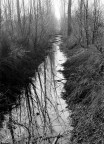 nel bosco