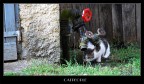 catpeople