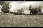 Alberi di ulivo