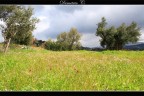 Ulivi