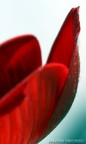 macro