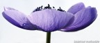 macro