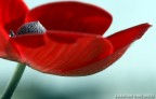 elegantemente ROSSO
