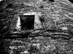 ...rampicanti...