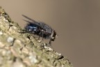 Mosca