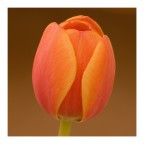 Tulipano